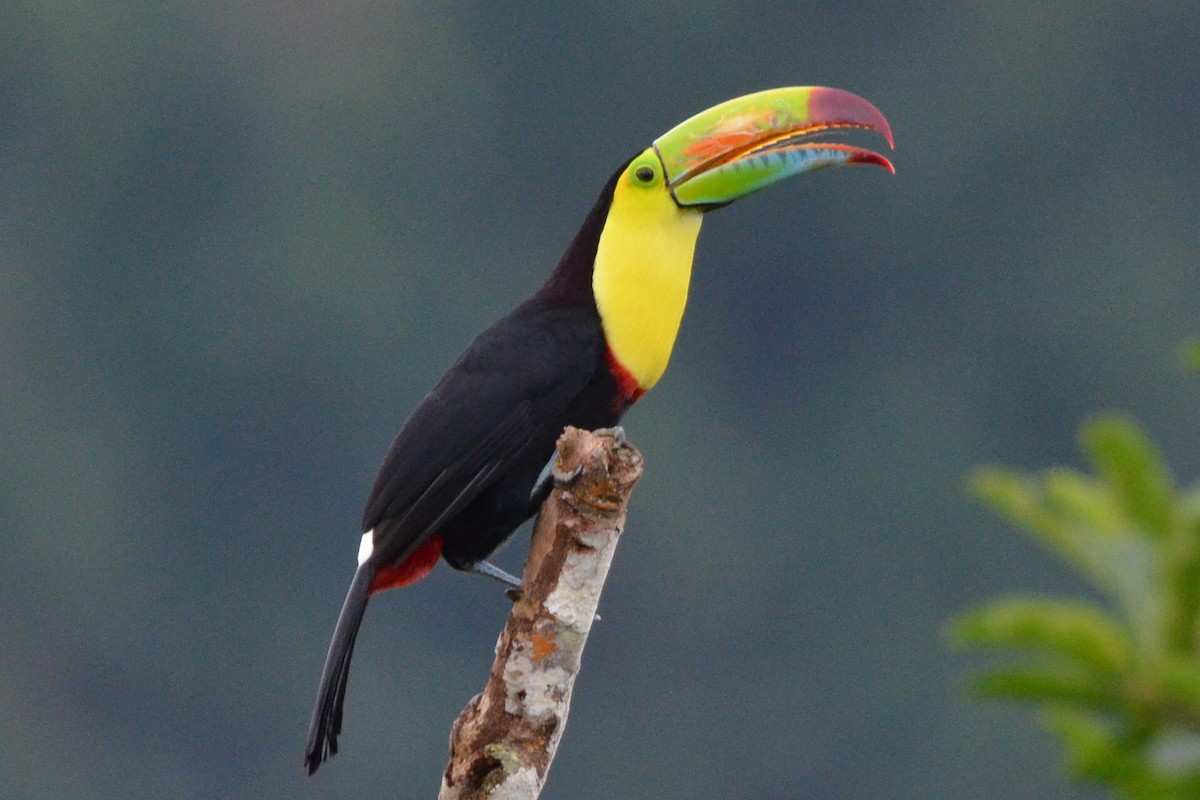 Тукан жовтогорлий - ML646869452