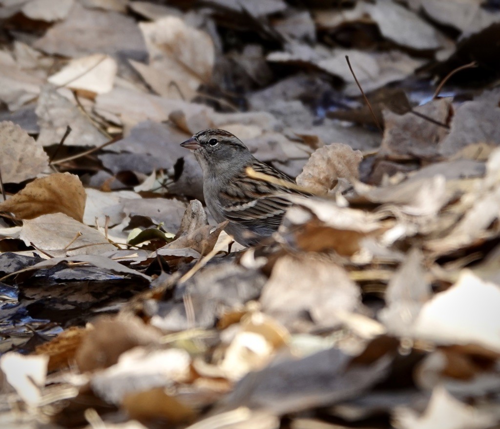 Chipping Sparrow - ML646869453