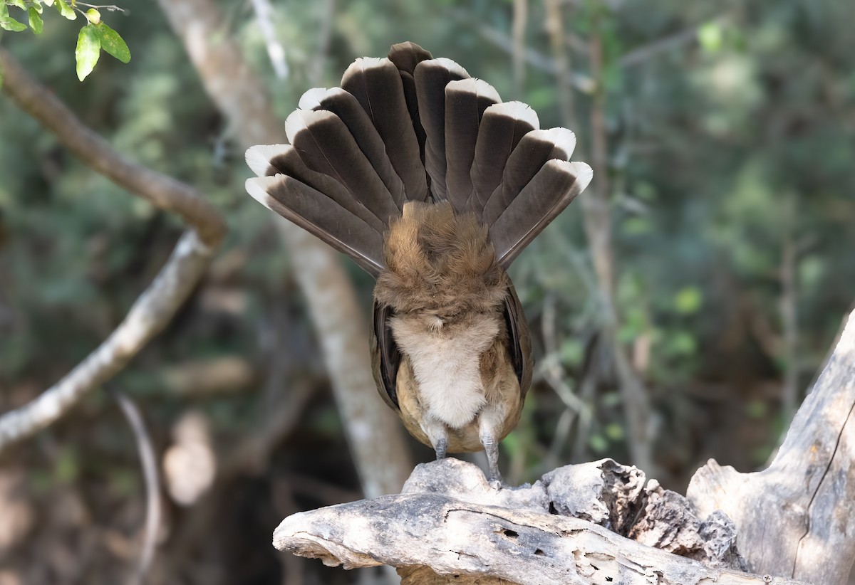 Plain Chachalaca - ML646869454