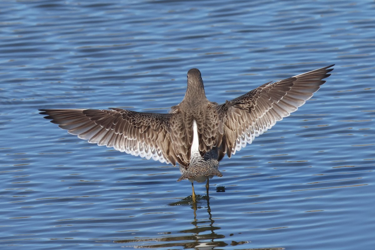 Kuliska grisa/oilagorra - ML646869455