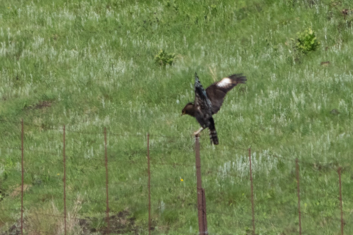 orel chocholatý - ML646869458