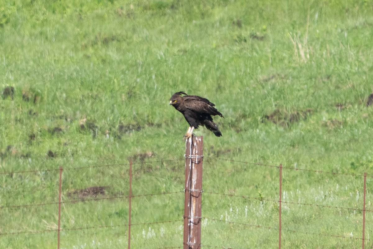 orel chocholatý - ML646869459