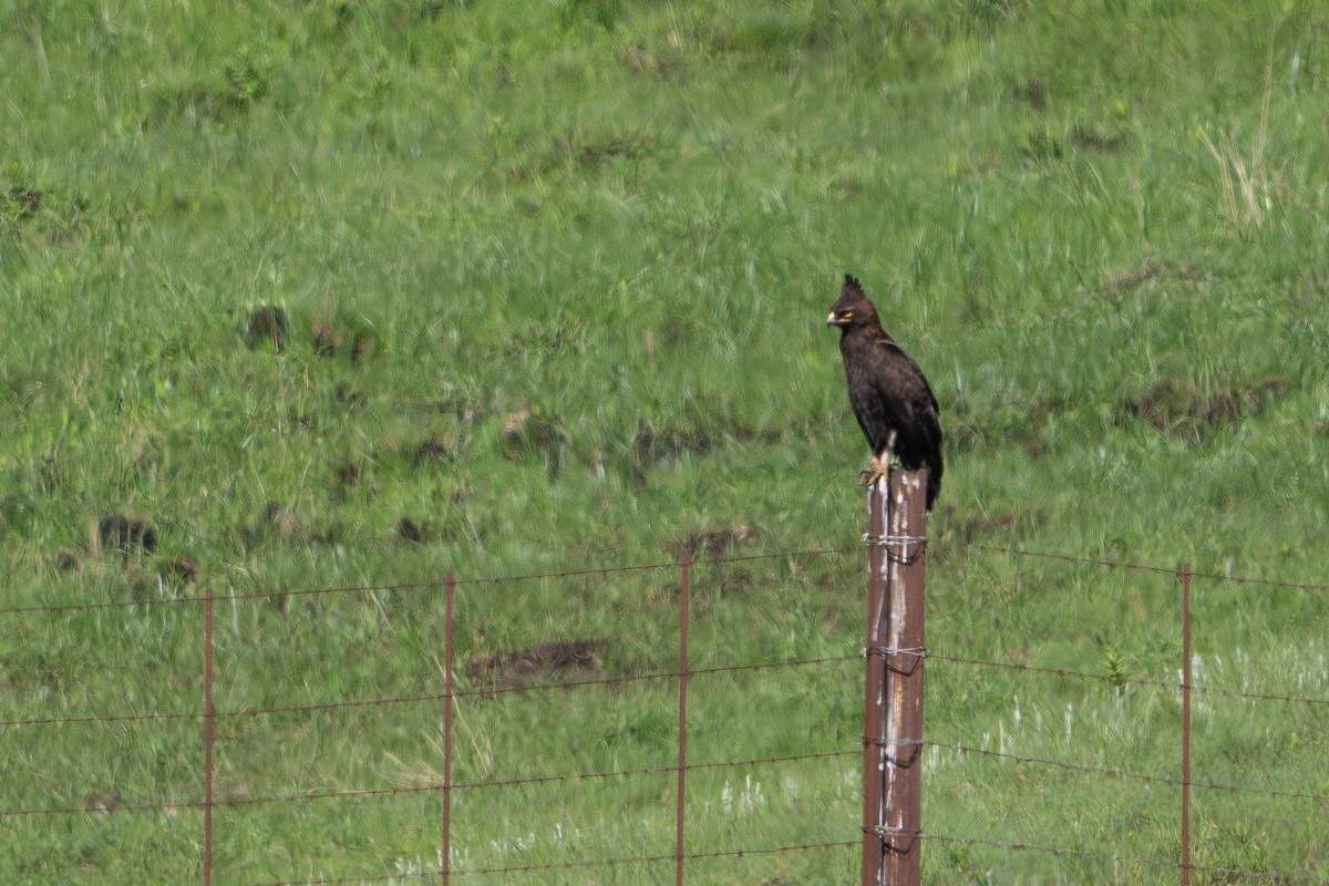 orel chocholatý - ML646869460