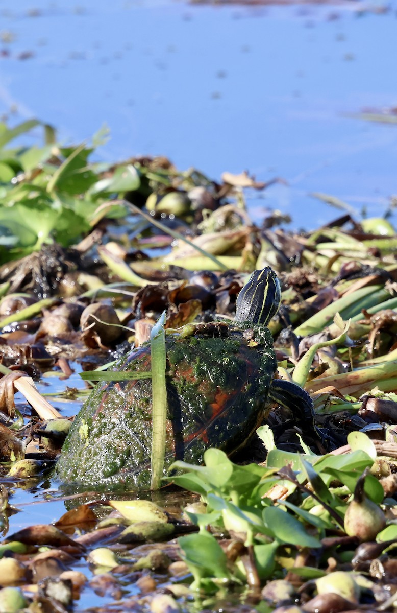 Animals - ML646869461