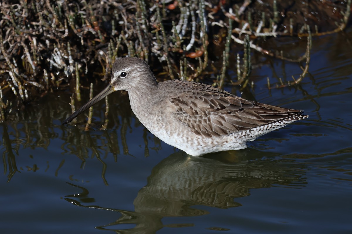 Kuliska grisa/oilagorra - ML646869462