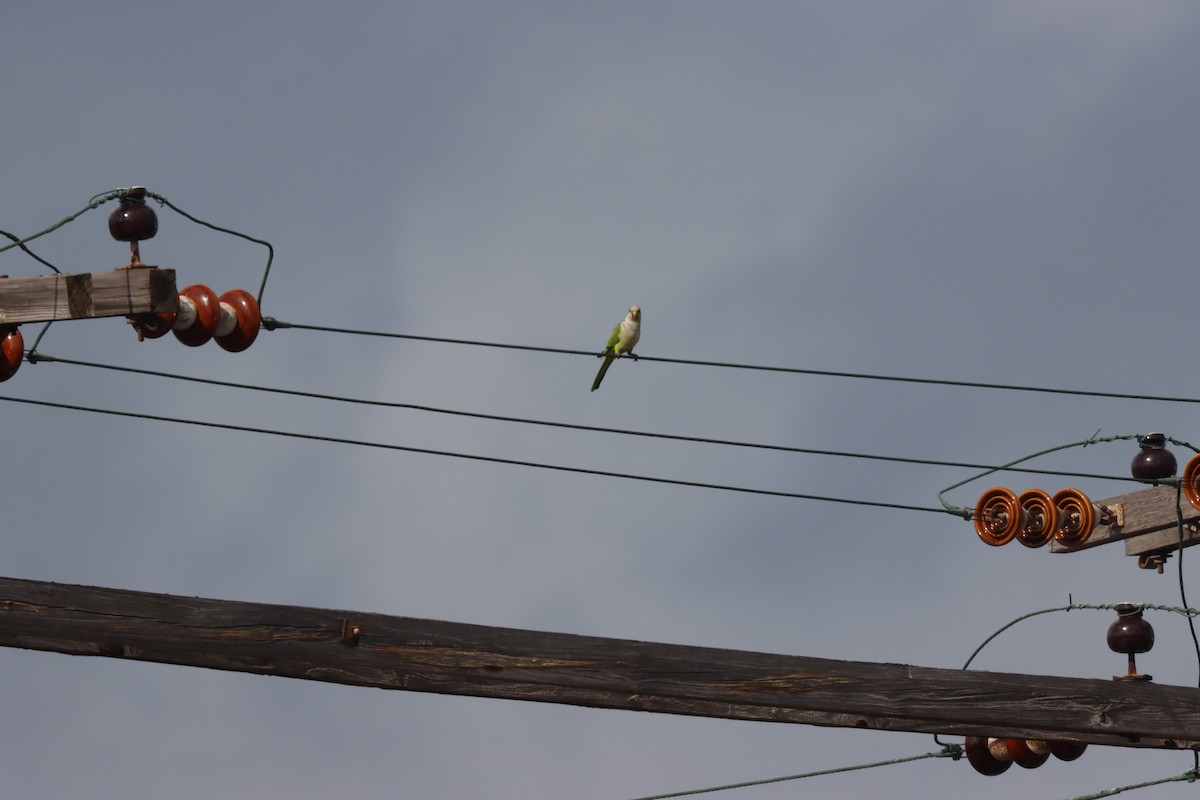 Mönchssittich - ML646869463