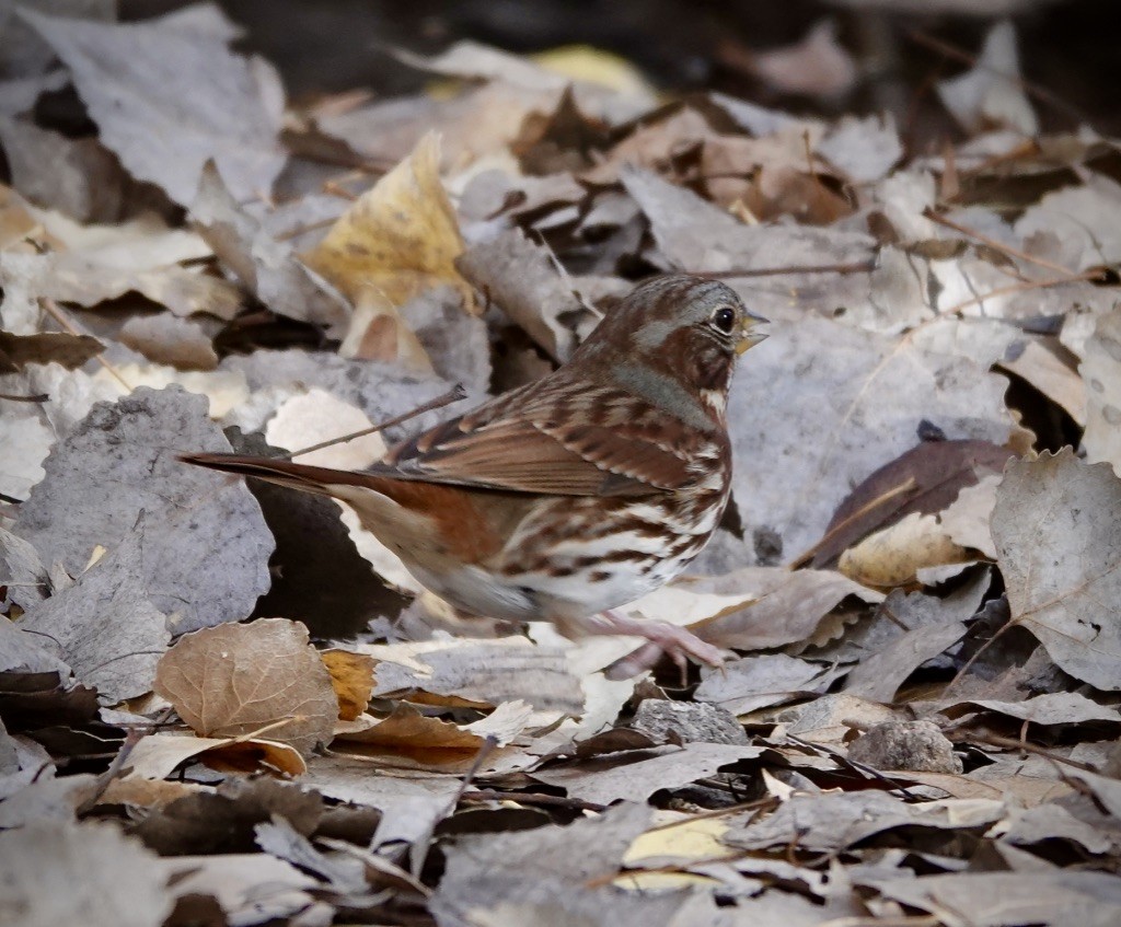 Fox Sparrow (Red) - ML646869464