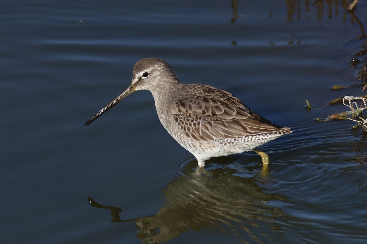 Kuliska grisa/oilagorra - ML646869467