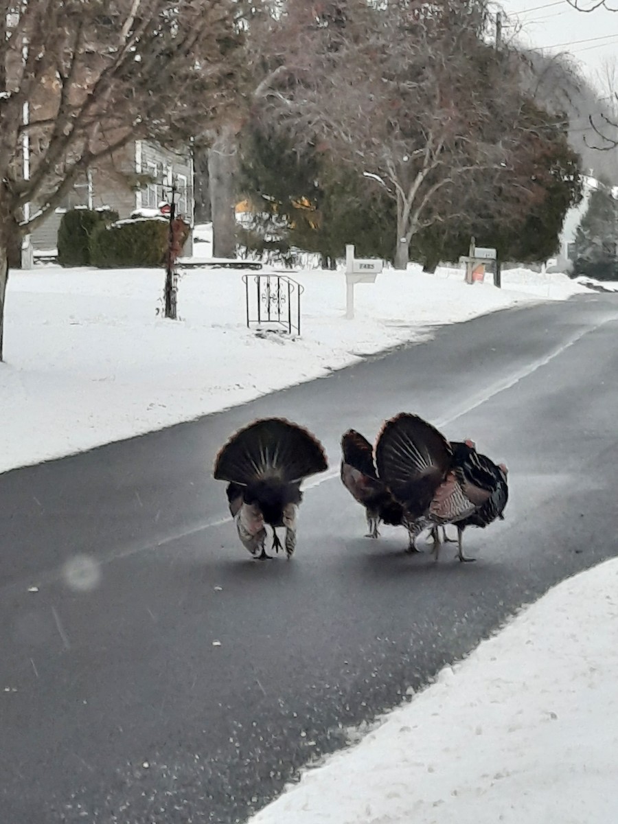 シチメンチョウ - ML646869468