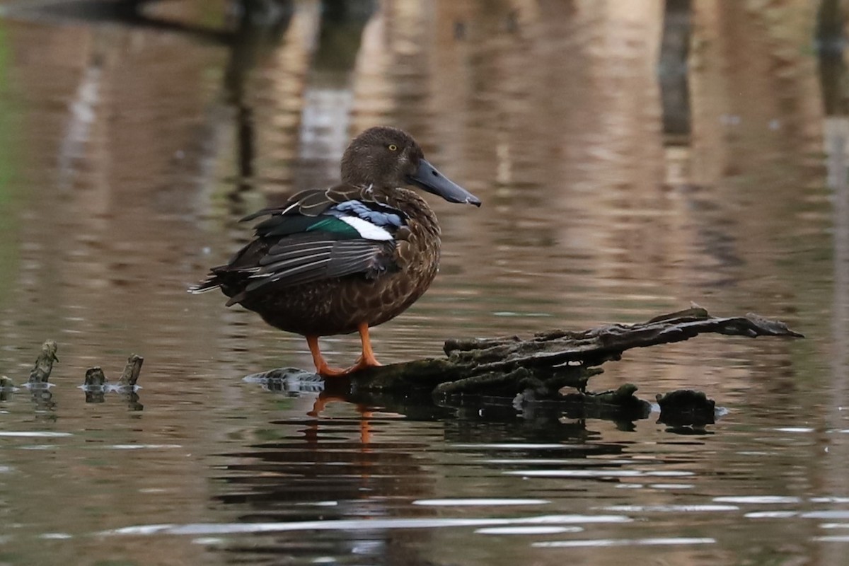 Австралийская широконоска - ML646869469