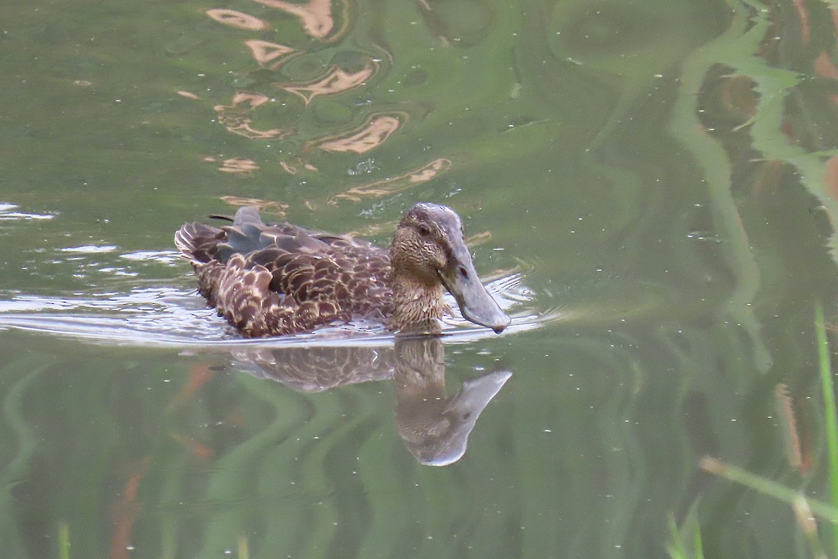 Австралийская широконоска - ML646869470