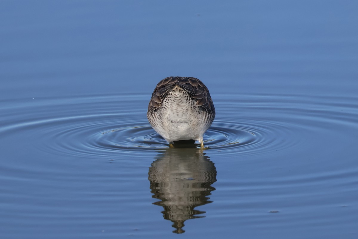 Kuliska grisa/oilagorra - ML646869471