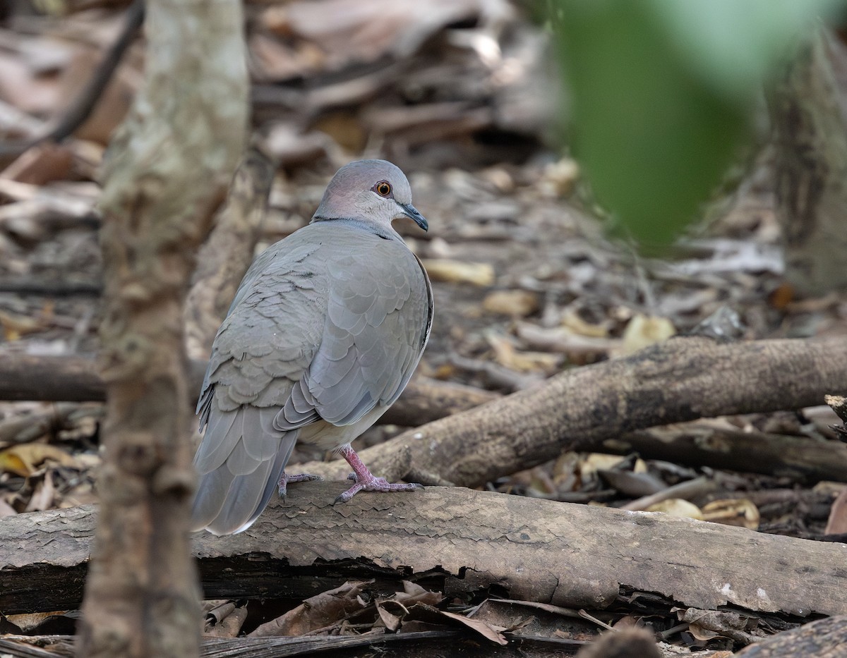 White-tipped Dove - ML646869473