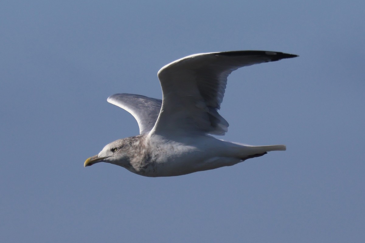 Kaio hauskara amerikarra - ML646869475