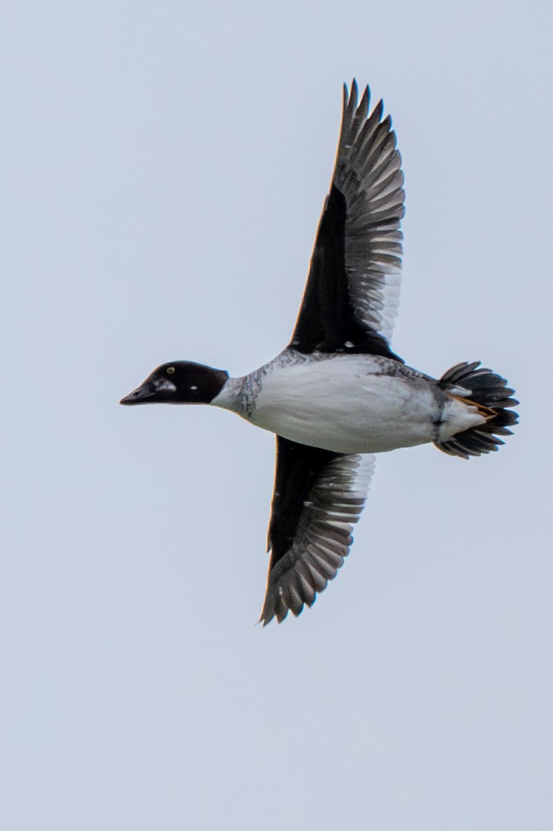 Quattrocchi - ML646869477