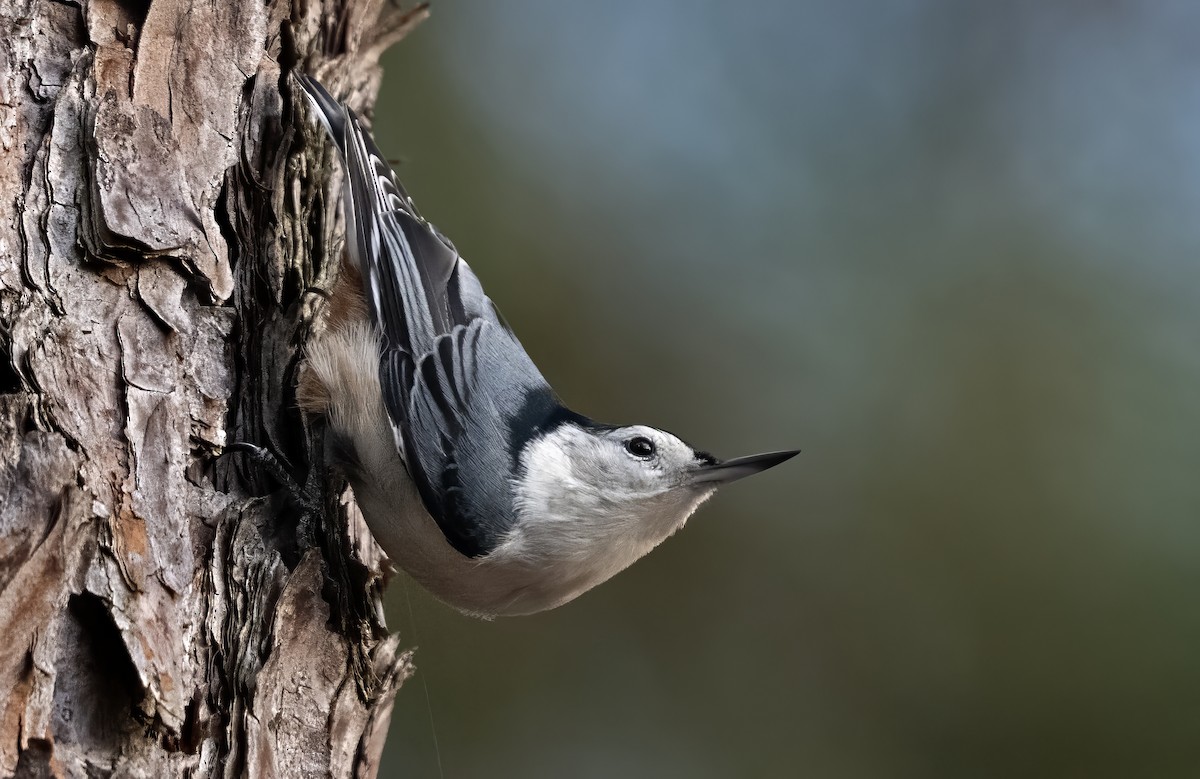 White-breasted Nuthatch - ML646869480