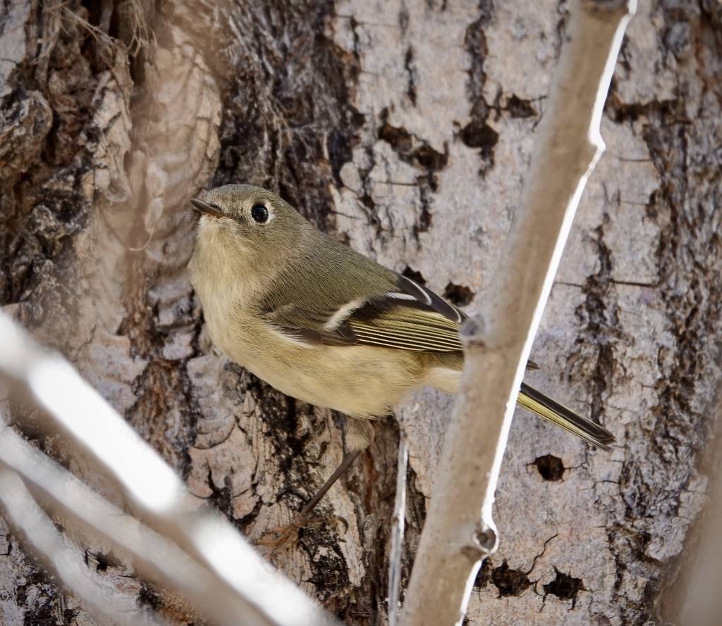 Ruby-crowned Kinglet - ML646869481