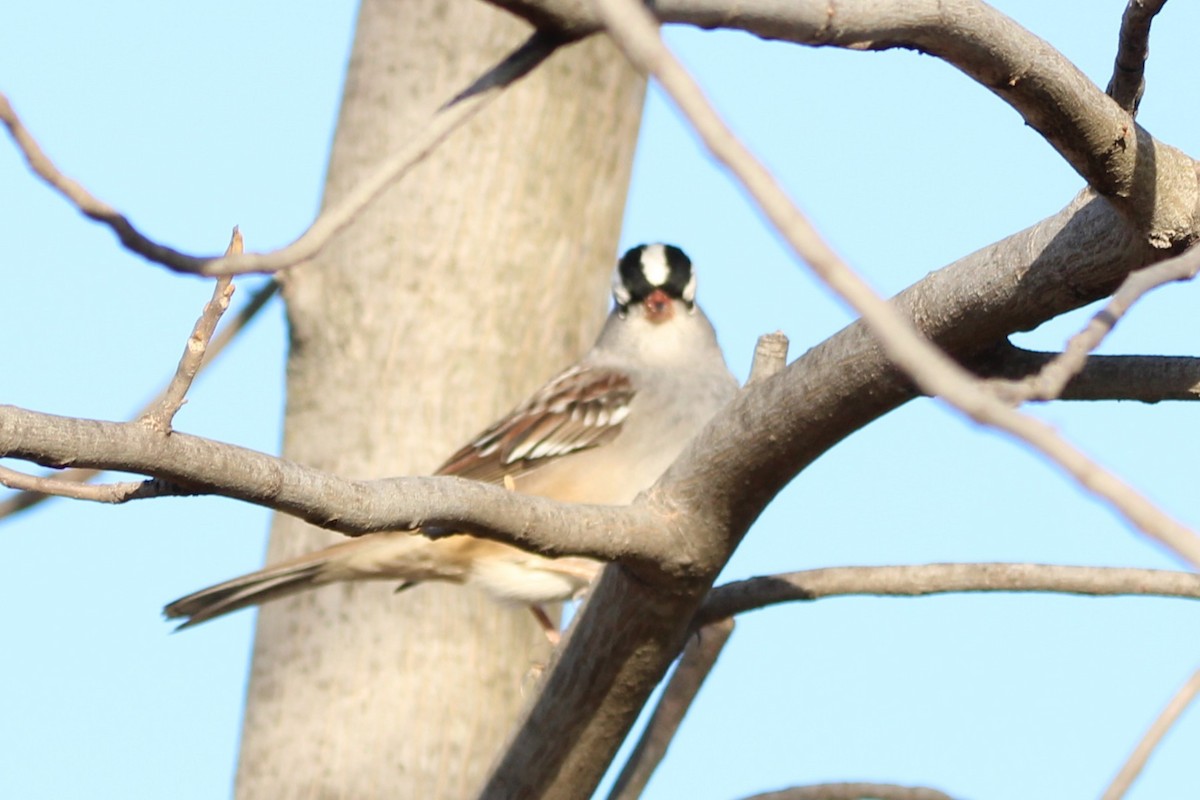 ミヤマシトド - ML646869482