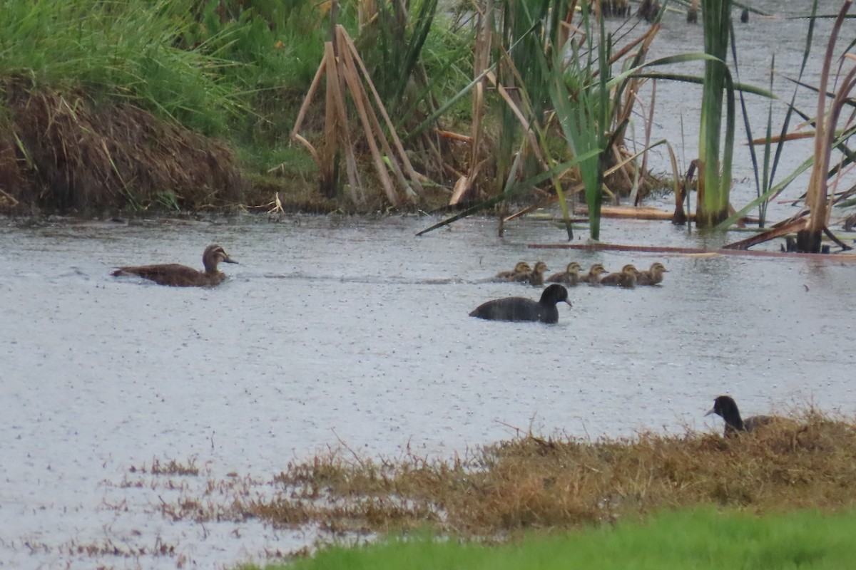 Canard à sourcils - ML646869484