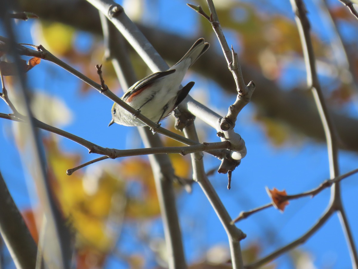 brunsideparula - ML646869485