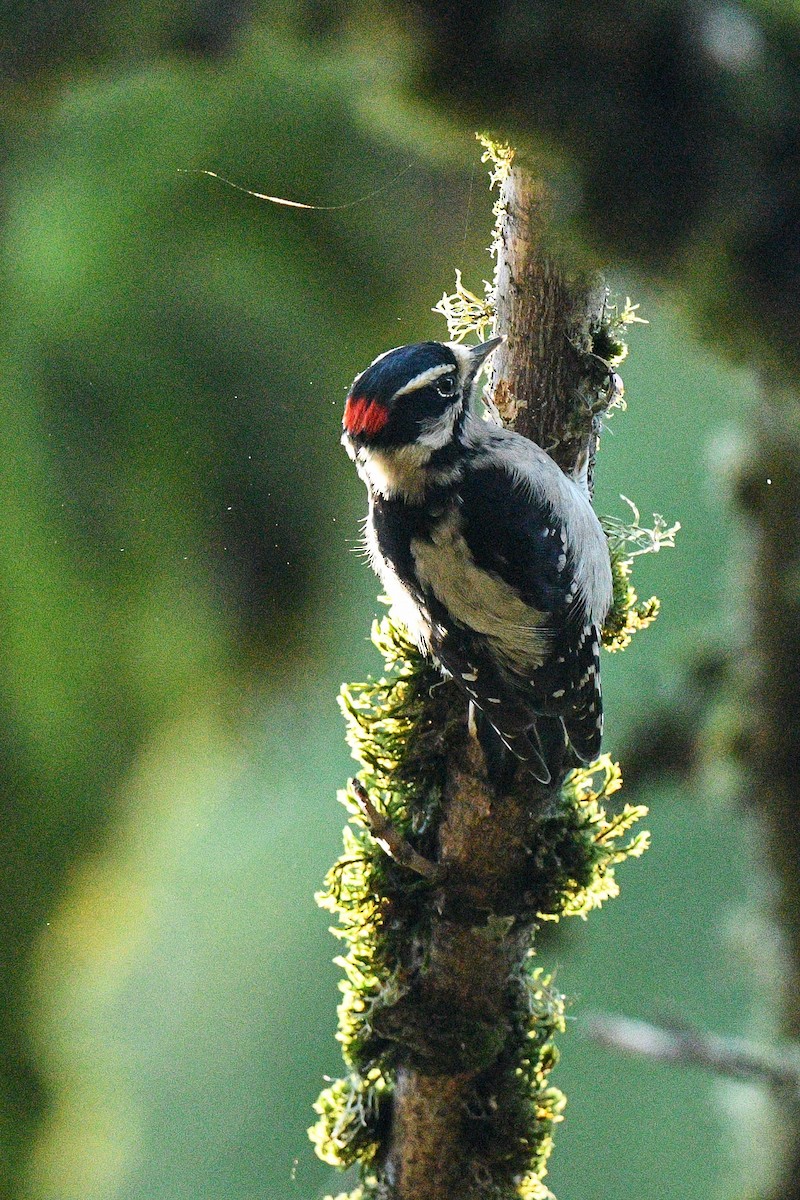 Downy Woodpecker - ML646869486