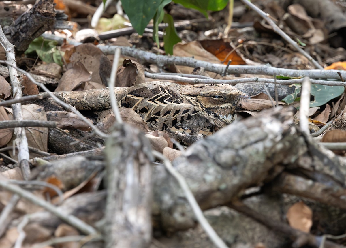 Common Pauraque - ML646869487