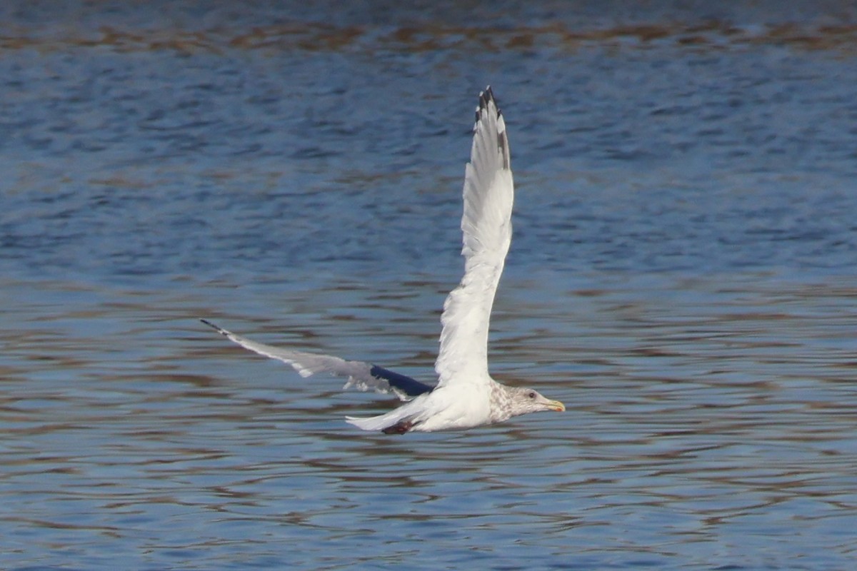 Kaio hauskara amerikarra - ML646869488