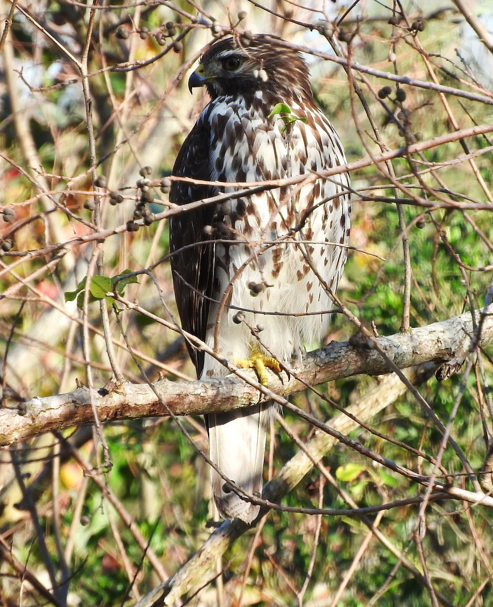 Broad-winged Hawk - ML646869489