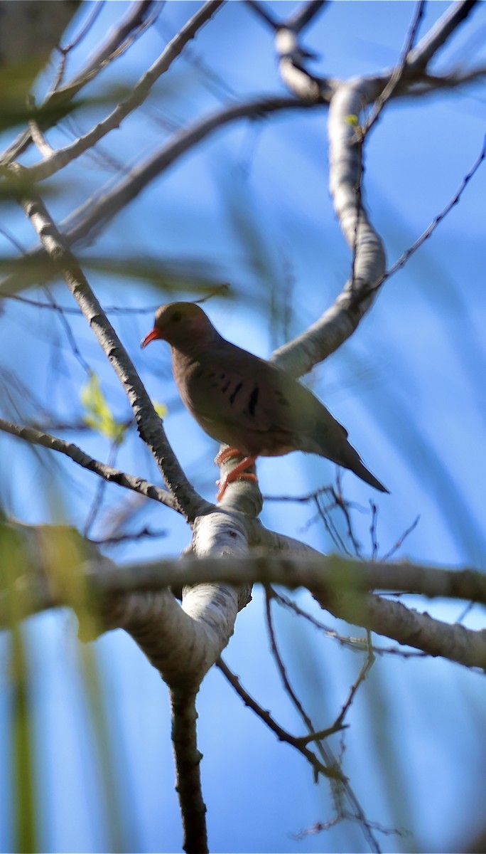 Common Ground Dove - ML646869493