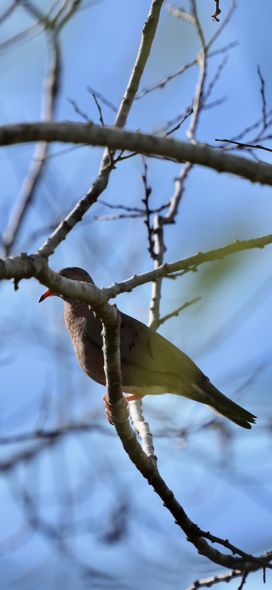 Common Ground Dove - ML646869494