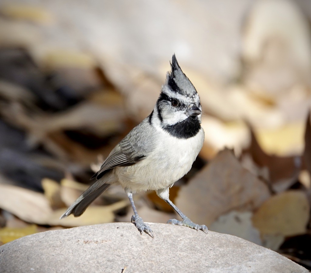 Bridled Titmouse - ML646869501