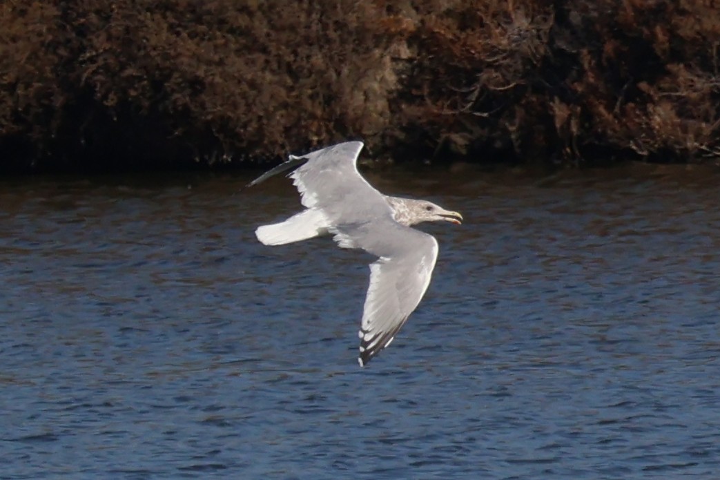 Kaio hauskara amerikarra - ML646869502