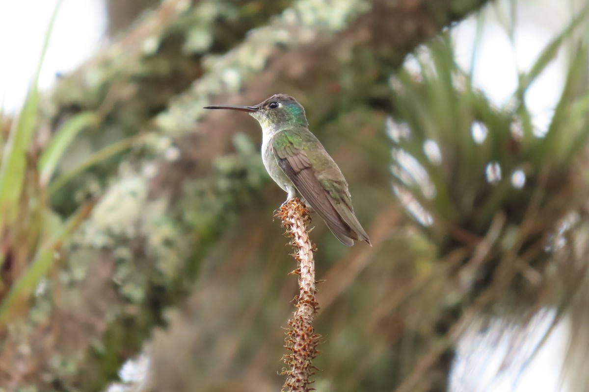 kolibřík azurovotemenný - ML646869504