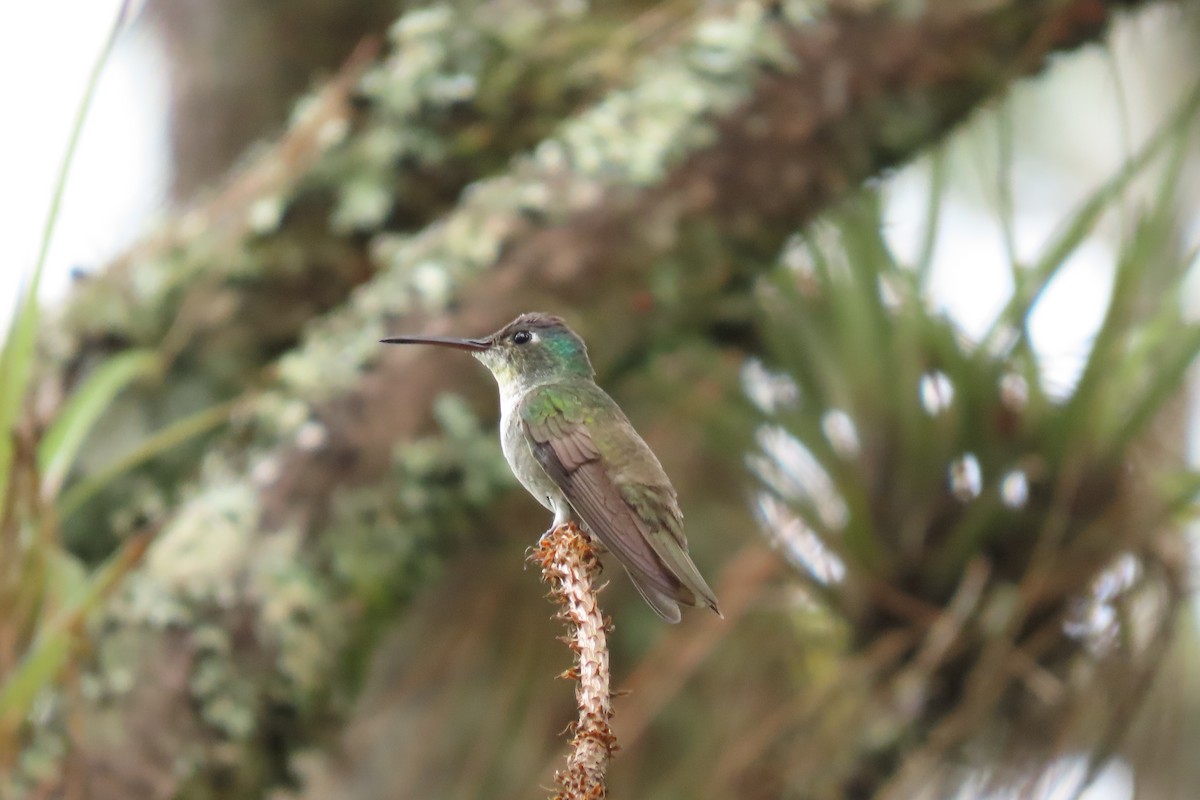 kolibřík azurovotemenný - ML646869505