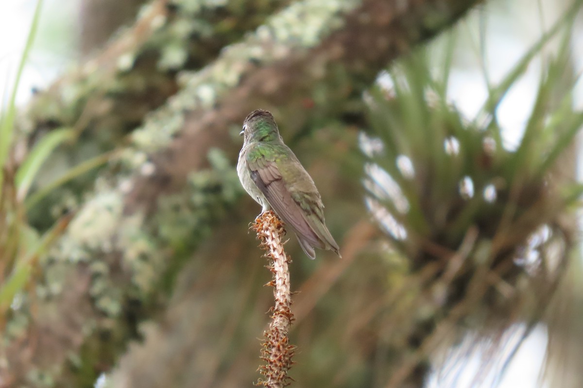 kolibřík azurovotemenný - ML646869506