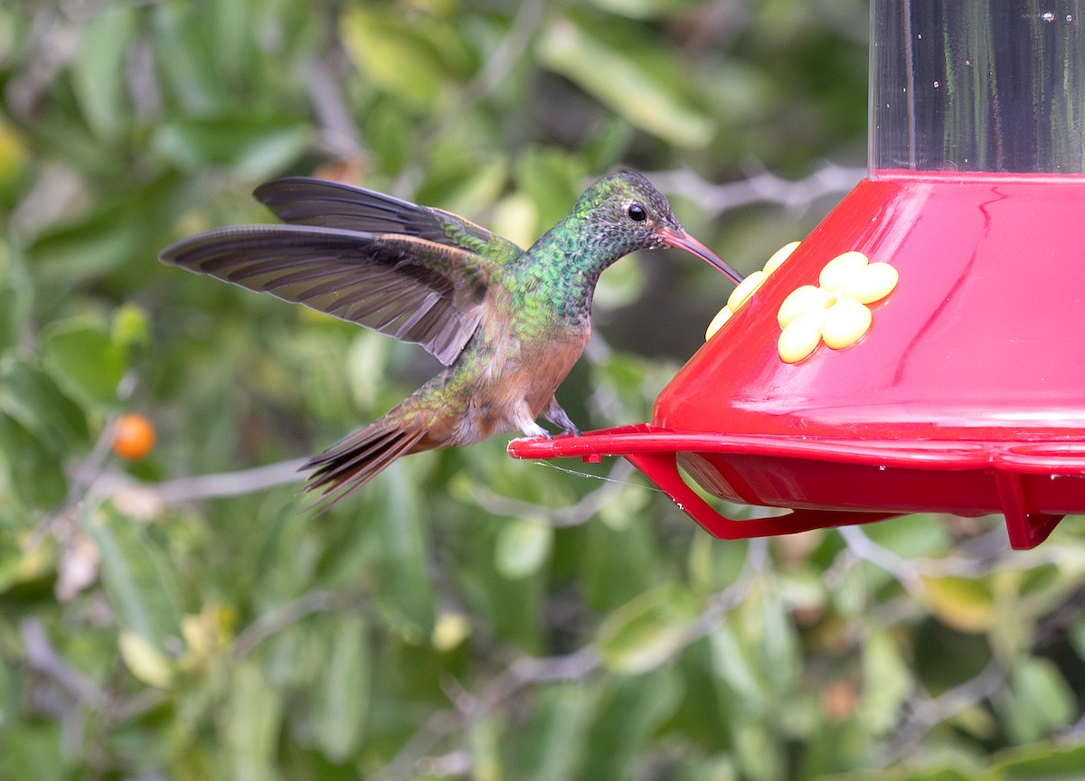 Buff-bellied Hummingbird - ML646869507
