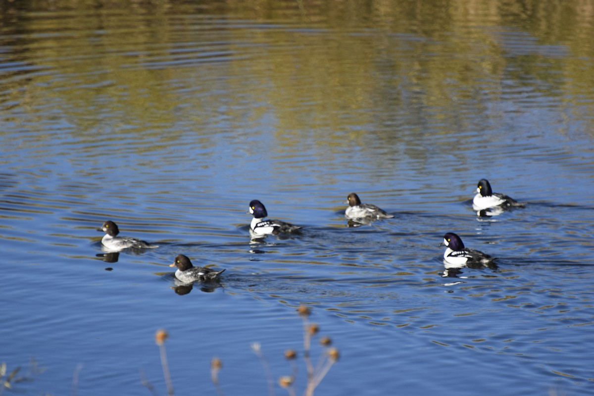 Barrow's Goldeneye - ML646869508