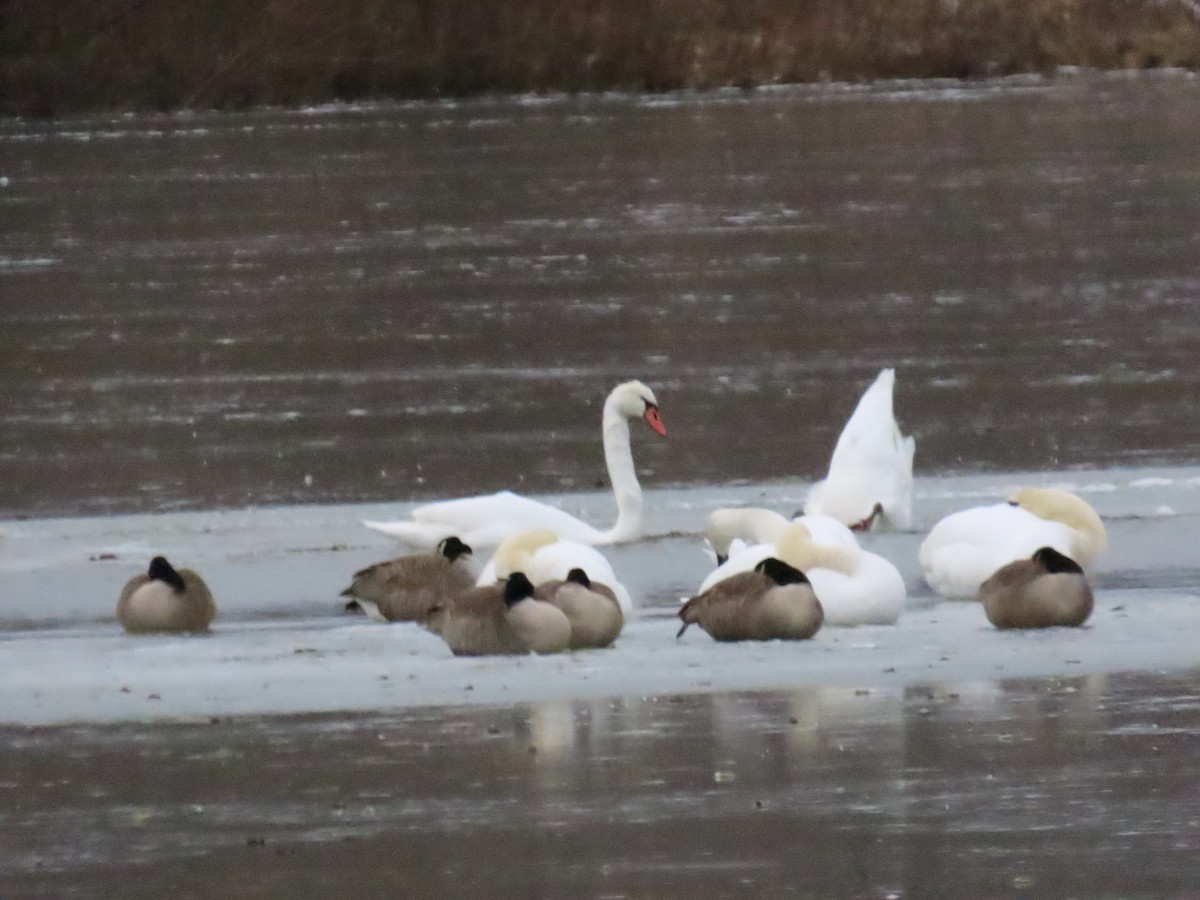 Лебідь-шипун - ML646869510