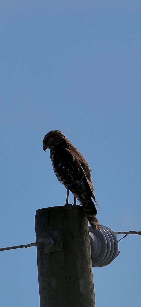 rødvingevåk - ML646869511