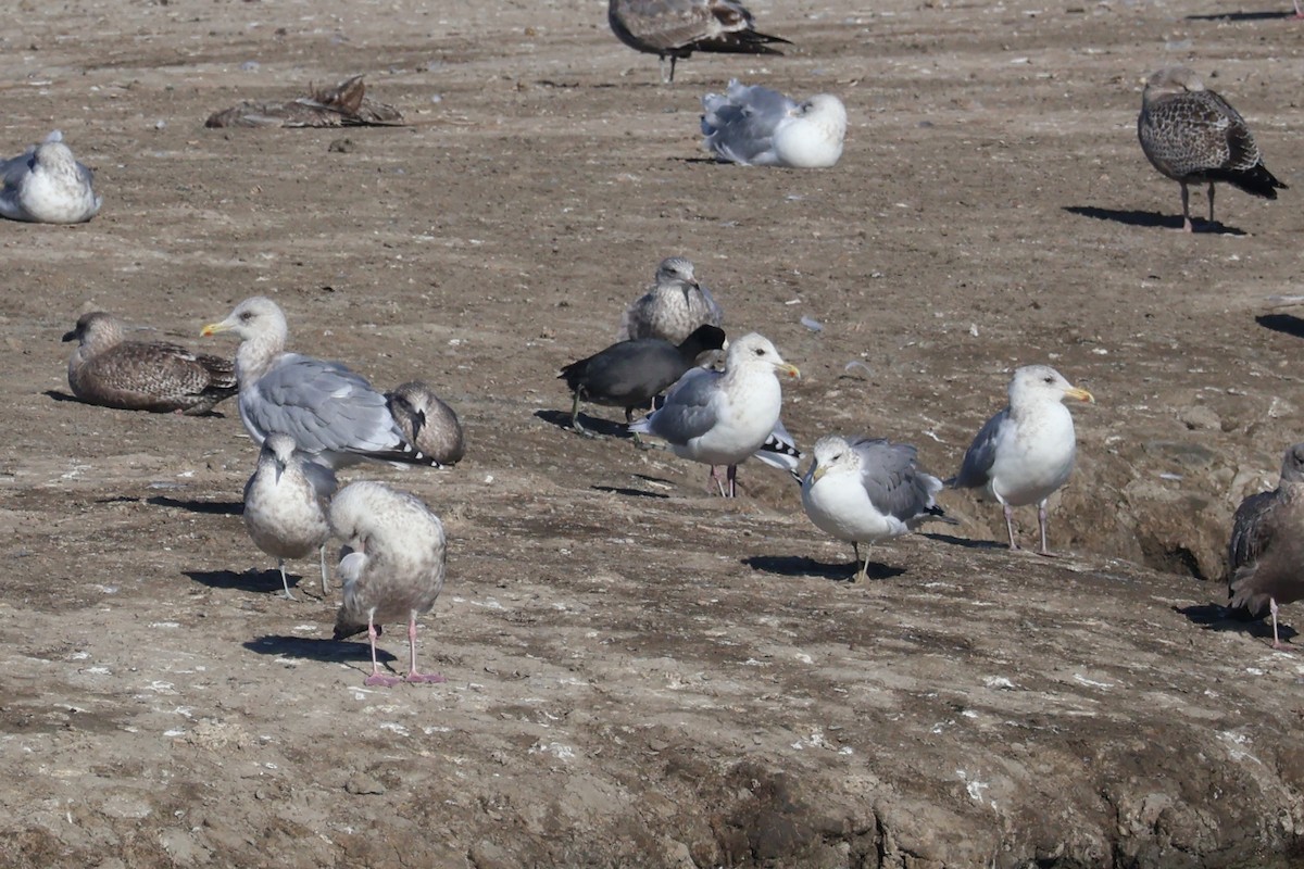 Kaio hegalzuria - ML646869512