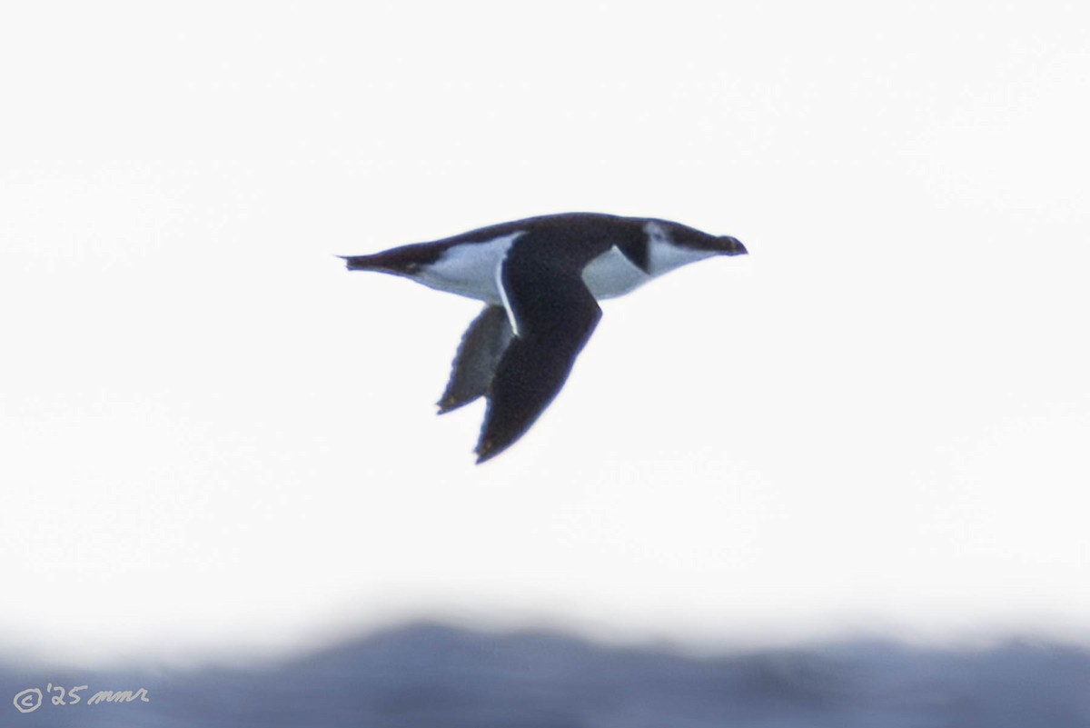 Razorbill - ML646869514