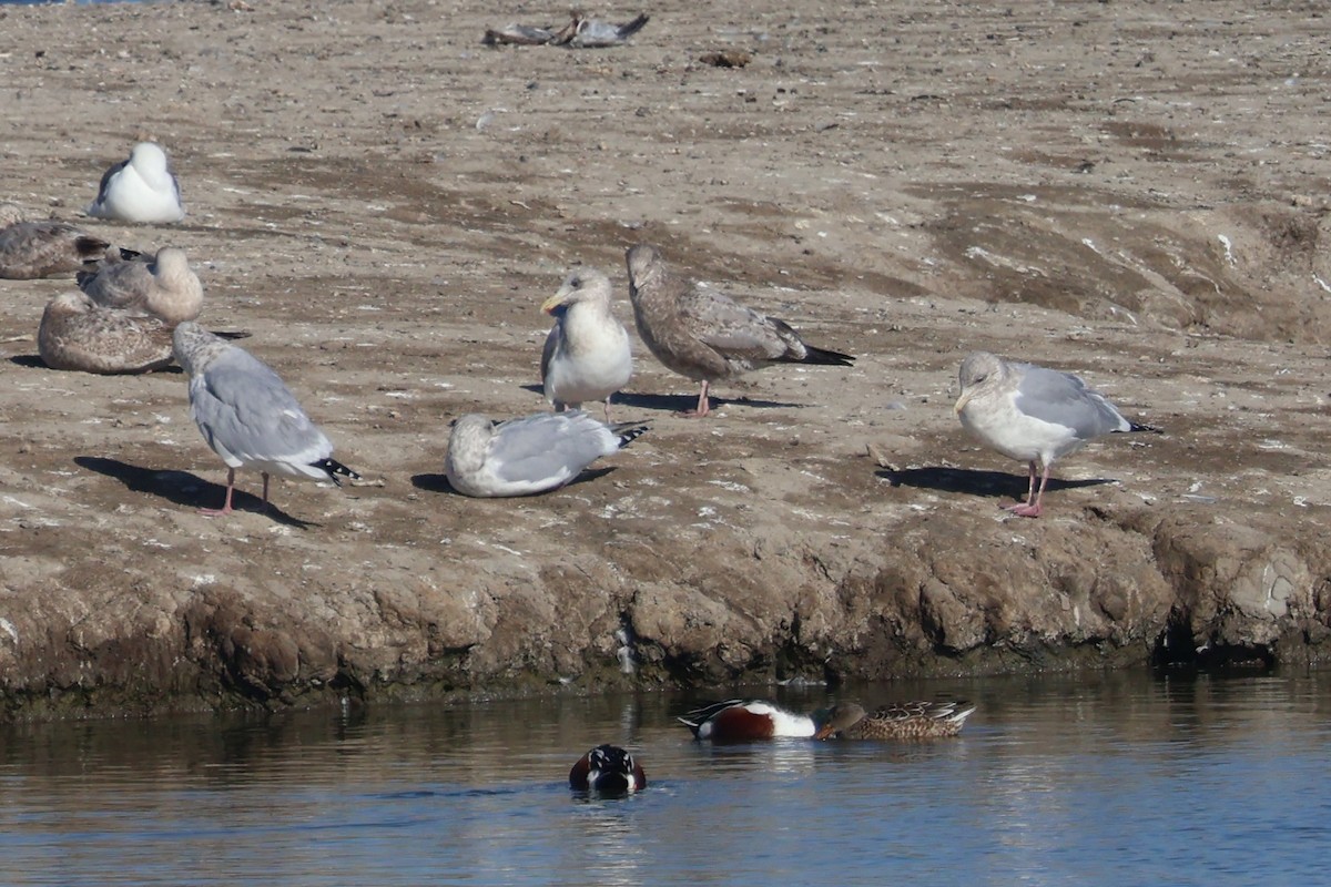 Kaio hegalzuria - ML646869517