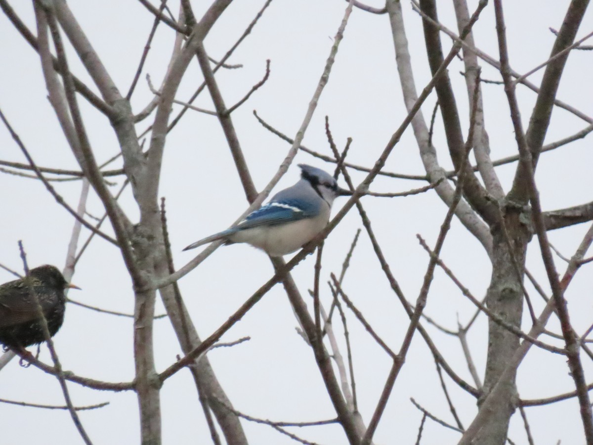 Blue Jay - ML646869526