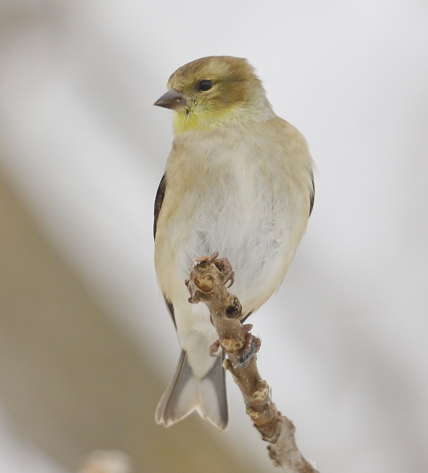 Altın İskete - ML646869527