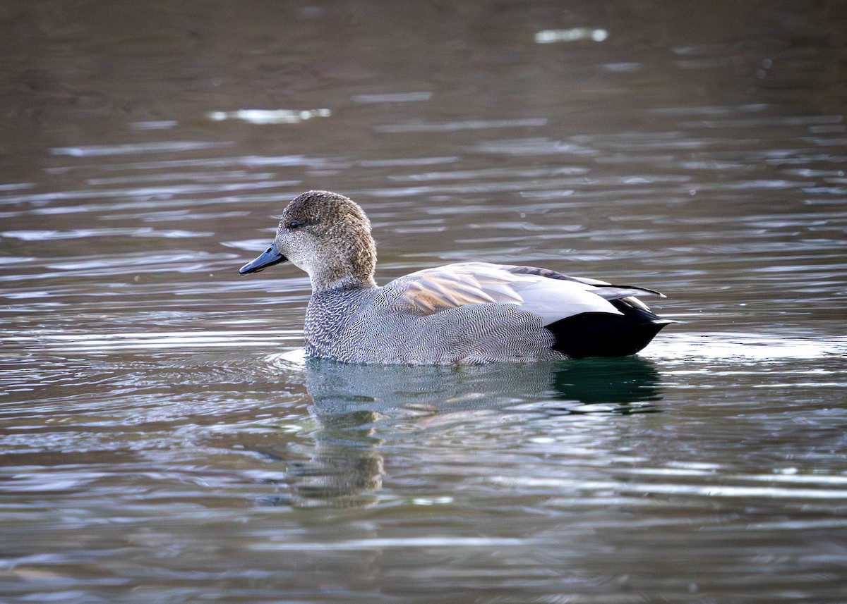 Gadwall - ML646869529