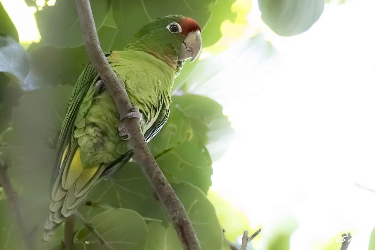 Mitred Parakeet - ML646869530