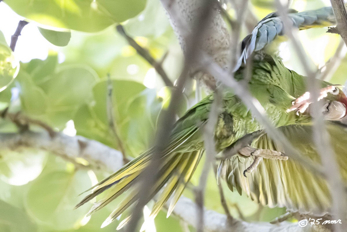 Mitred Parakeet - ML646869531