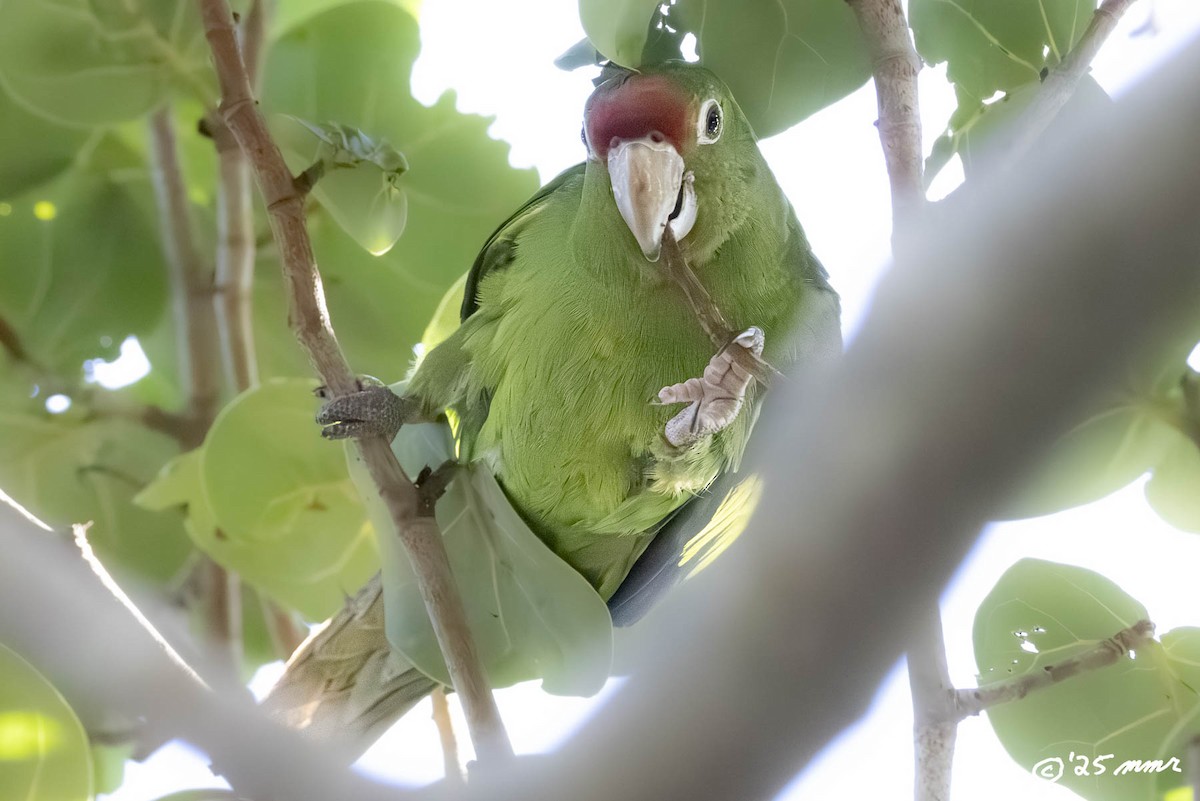 Mitred Parakeet - ML646869532