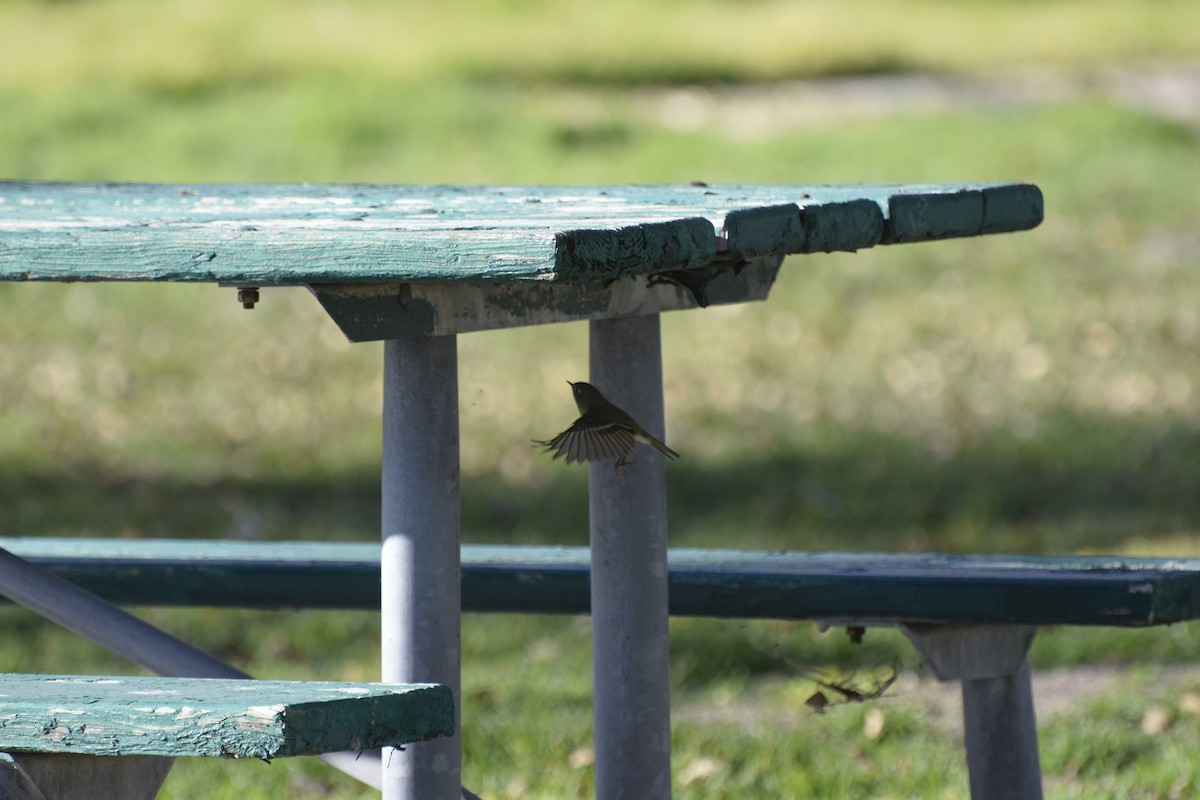 Ruby-crowned Kinglet - ML646869533