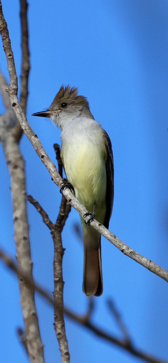 blektyrann - ML646869534